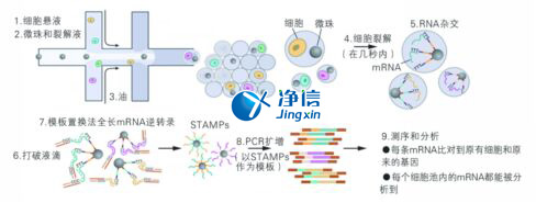 Drop-seq单细胞测序仪